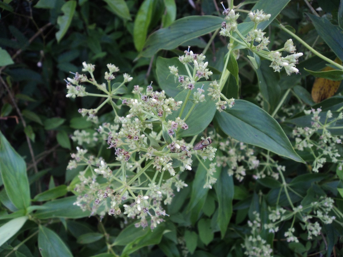 Hedyotis fruticosa L.